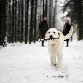 En hund løber i en hundeskov